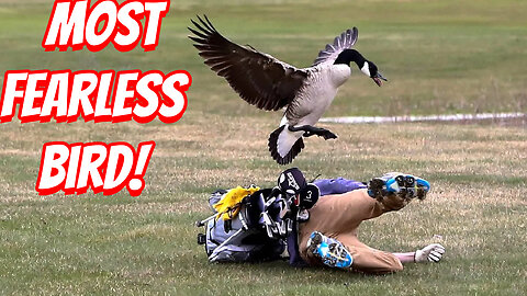 How Deadly Are Canada Goose!