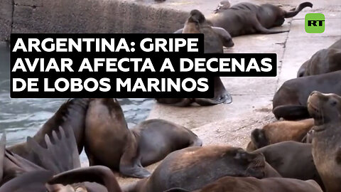 Gripe aviar afecta a decenas de lobos marinos en Argentina y crece el riesgo de propagación