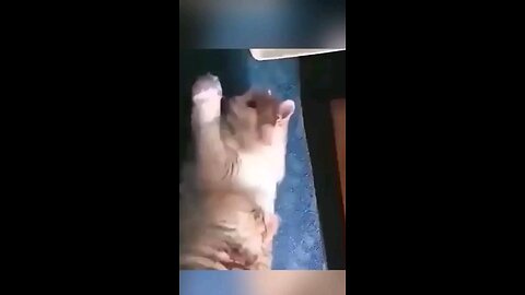 funny animals videos