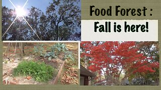 Food Forest : Fall is here