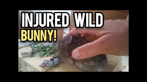 Injured Wild Bunny Finds it's Way to the Homestead - Ann's Tiny Life