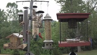 Bluebird juvies finally figure out how to get in the feeder