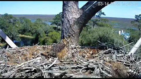 Owlet Preens Mom's Tail-Cam Two 🦉 3/14/22 15:25