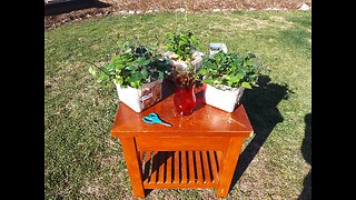 Cutting Rooting And Planting Sweet Potato Slips To Make Plants 3/1/24