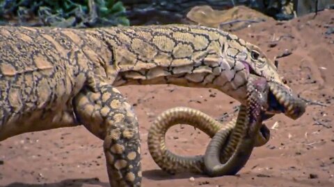 The most poisonous snakes in the world ! Giant Monitor – The Fierce King of Lizards!