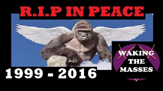 Waking the Masses - Harambe Tribute