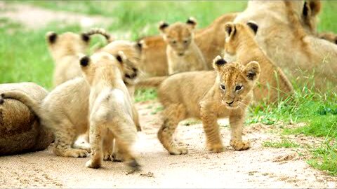 LIONS & BABE'S CUBS' HERE TO TROUBLE