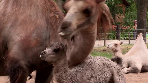 Baby camel takes very first steps