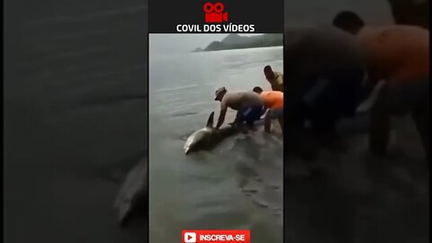 o resgate do tubarão que ficou encalhado na praia