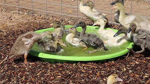 Desert Ducks First Water and They LOVE IT!
