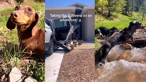 8 CUTE DOGS GO ON ADVENTURE!!😄😄😄