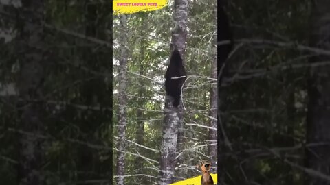 😱 Never run away from a bear by climbing a tree! || #Shorts