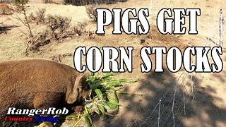 Feeding Pigs Corn Stocks