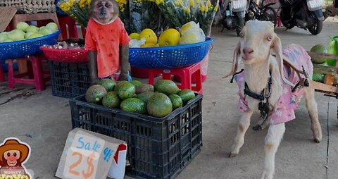 Monkey little baby sell vegetables and fruits