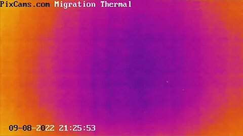 Fall Migration 2022 Thermal Camera - 9/8/2022 - Two birds at high altitude