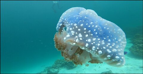 The giant monsterous Jellyfish in the sea