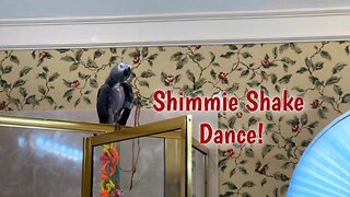 Enthusiastic parrot dances the shimmy