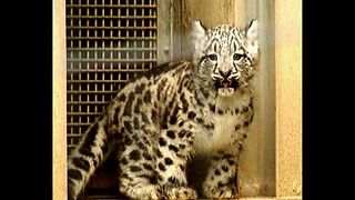 Baby Snow Leopard