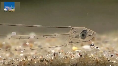 Miracles beneath our oceans. The Leptocephalus : Glass Colorless Eel.