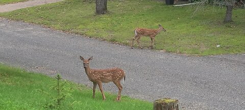 Twin fawns in the neighborhood