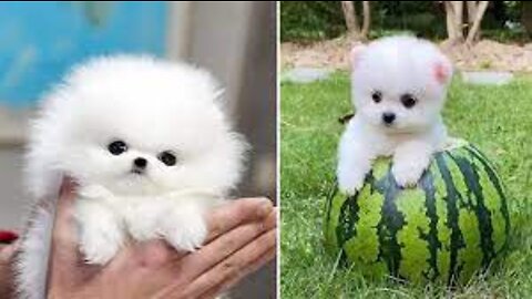 Most Famous Cute Pomeranion Compilation 2021