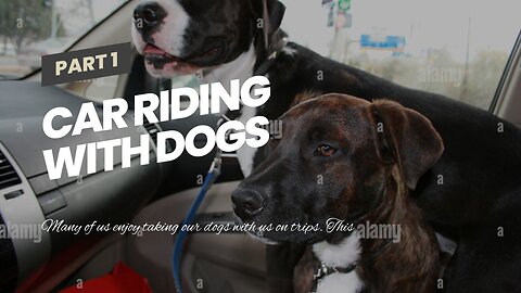 Car riding with dogs