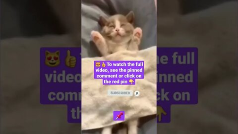 cute cat videos 😹funny videos 😂1405😻#shorts #catvideos #funnycatsvideos #cat #funny_cat #cutecat
