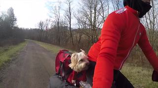 Dog and owner use electric cargo bike for camping adventure