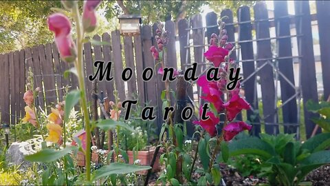 Moonday Tarot - July 18 with Symbolic Studies!!!