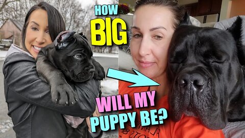 How BIG Will My Puppy Be?