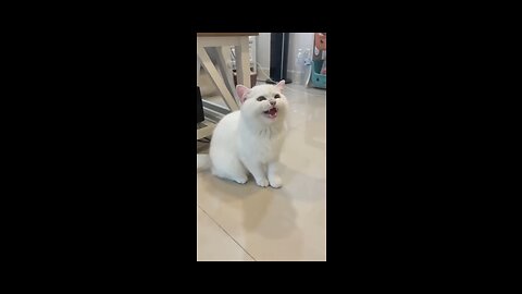 Cats funny smiles 😁