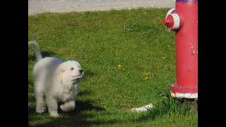 2024 Female great pyrenees