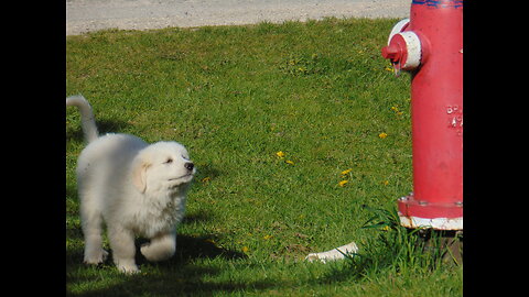 2024 Female great pyrenees