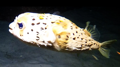 Small burrfish gives diver a moment of terror
