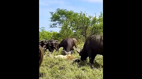 Buffaloes kill a lion 😱😱#wildlifemagict #wildlife #animals #nature #lions #wildlifemagic