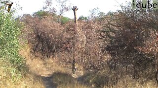 Leopard Ignores Giraffe