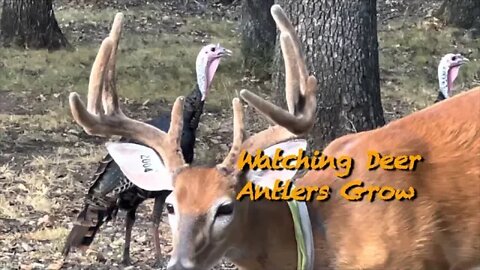 Have they Peaked?! Watching Deer Antlers Grow pt 2 Aug 19th