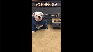 Bulldog gets water on tap from custom doghouse