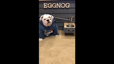 Bulldog gets water on tap from custom doghouse