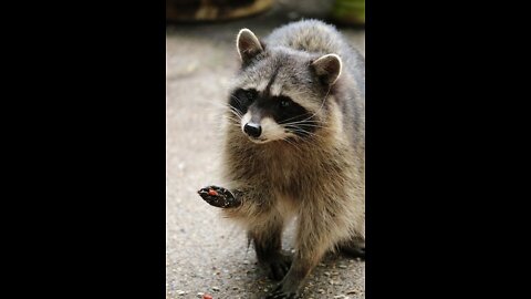 Dude Saves Raccoon Family in Dumpster, Gainesville, Florida