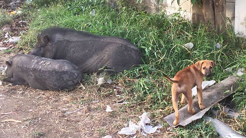 Homeless Puppy Living Among Pigs In Thailand Gets The Chance Of A Lifetime