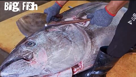 500 Pound Giant bluefin tuna fish cutting skills