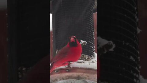 Cardinal Eating in the Snow
