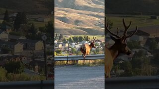 The Elk own this town, the humans are just renting it…#yellowstone #montana #elk #deer #invelvet