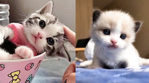 Baby Cute Cats Compilation