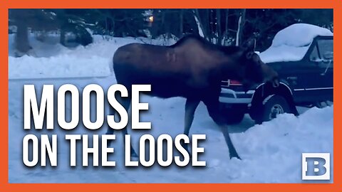 Close Encounter: Alaska Resident Crosses Paths with Majestic Moose Near Neighborhood