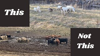 Regenerative Ag: How Did Our Pasture Do In Extreme Temps