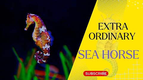 Sea Horse | Magical Creature In The Deep Ocean #facts #nature