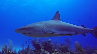 Scuba divers surrounded by sharks due to other group's irresponsible behavior