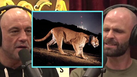 WILD 200 Pound Lion In Hollywood w/ Cliff Gray | JRE